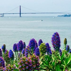 Meet your Posher, New York Classic!